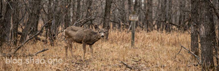 鹿界的末日預言?北美「殭屍鹿」病毒狂掃中:這場生態浩劫我們能置身事外嗎? 4 1767145006110