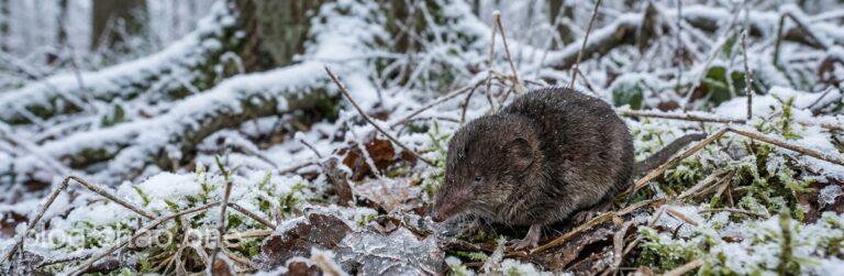 腦袋縮水 30% 還能活?揭開小鼩鼱的「神級節能模式」:這波操作太狂了! 5 1769407051385