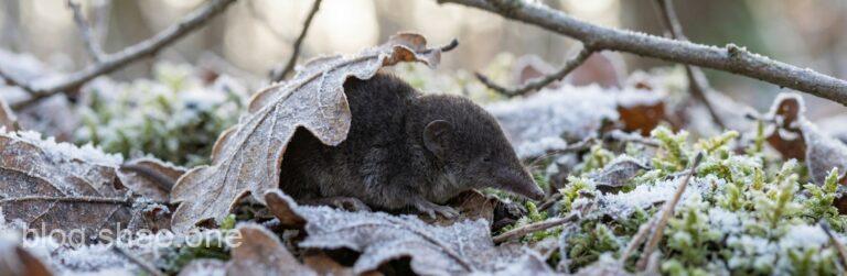 【科技黑科技】大腦竟然能「自動縮放」?揭開尖鼠冬眠節能的終極奧秘! 1 1769429737050